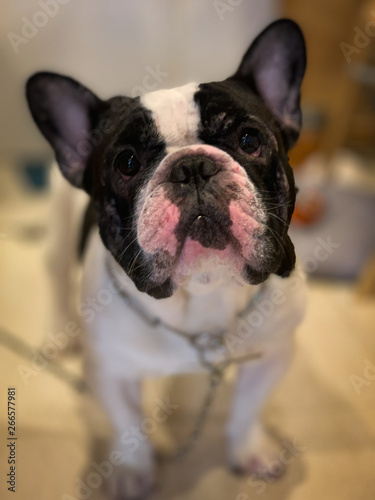 French Blue Dog, Living Black