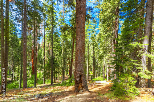 Forest of ancient sequoias in Yosemeti National Park. photo