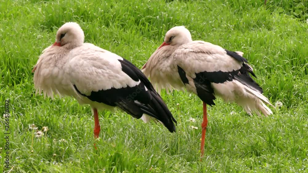 The White Stork (Ciconia ciconia) is a large marsh bird from the stork family. He lives in Eurasia. In some countries, the symbol of family and motherhood The White Stork (Ciconia ciconia) is a large marsh bird from the stork family. He lives in Eurasia. In some countries, the symbol of family and motherhood