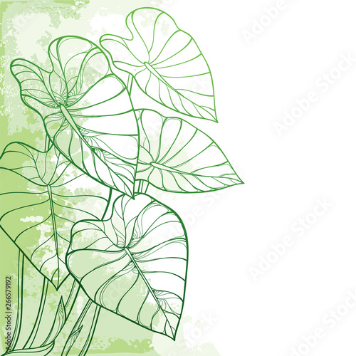 Corner bunch of outline tropical leaf Colocasia esculenta or Elephant ear or Taro plant in black isolated on white background.