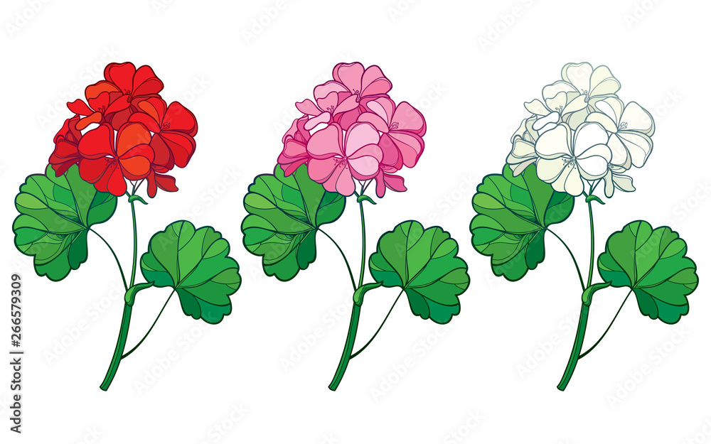 Set with outline Geranium or Cranesbills flower bunch and ornate leaf in red, pink and pastel white isolated on white background.