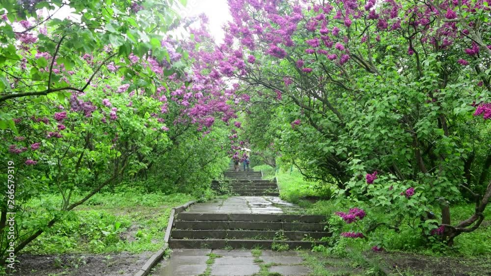 Lilac garden trees under the rain nature spring water 4k video Lilac garden trees under the rain nature spring water 4k video