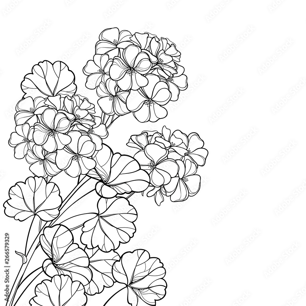 Corner bunch with outline Geranium or Cranesbills flower and ornate leaf in black isolated on white background.