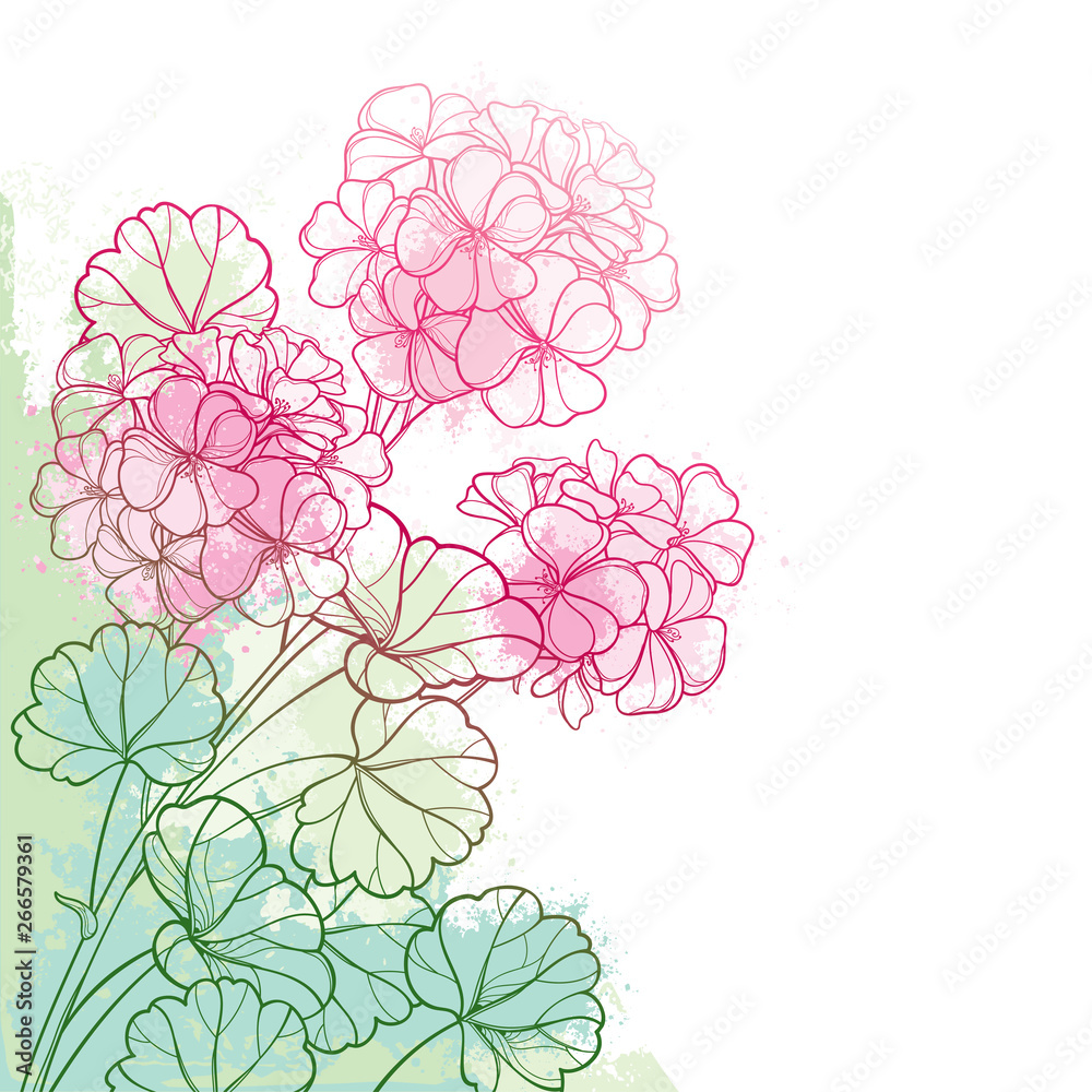 Fototapeta premium Corner bunch with outline pink Geranium or Cranesbills flower and ornate leaf on the pastel green background.