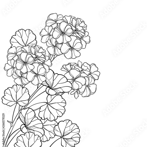 Corner bunch with outline Geranium or Cranesbills flower and ornate leaf in black isolated on white background.