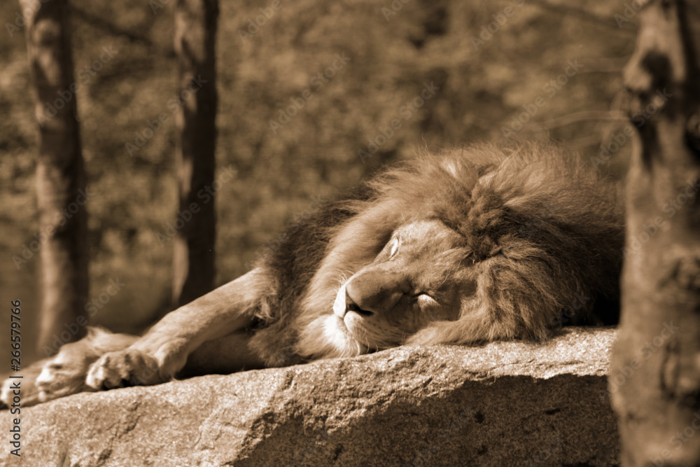 Naklejka premium Schlafender Löwe in sepia