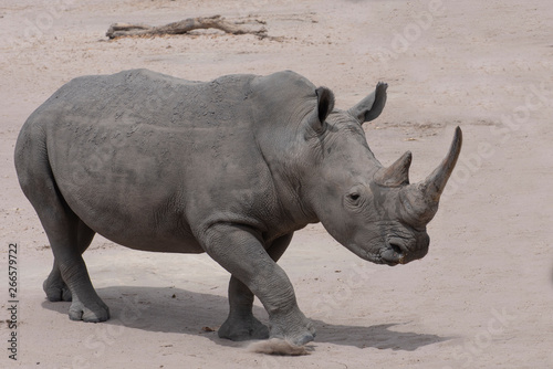 White rhinoceros (Ceratotherium simum) in natural habitat, Africa 
