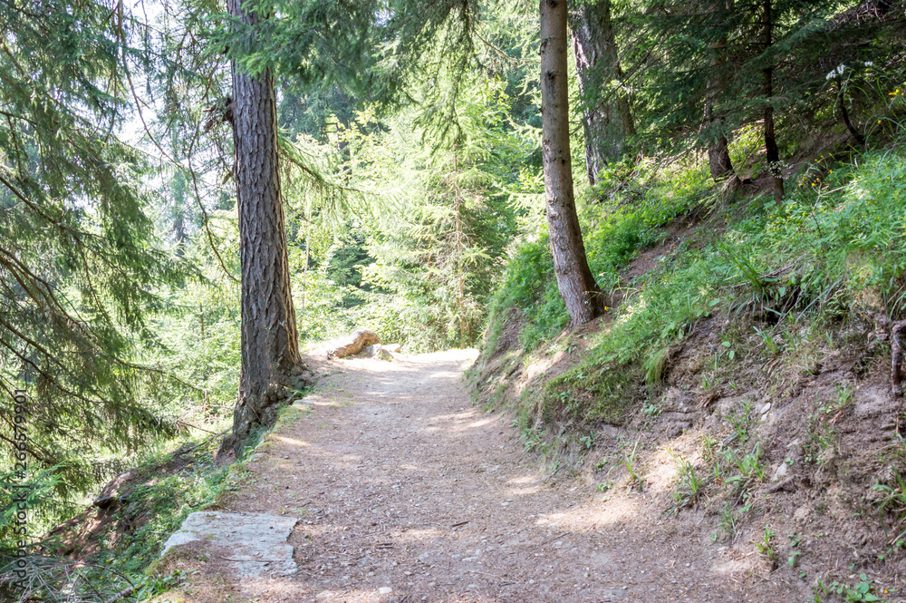 Alpine wood in the Gressoney valley near Monte Rosa Alpine wood in the Gressoney valley near Monte Rosa