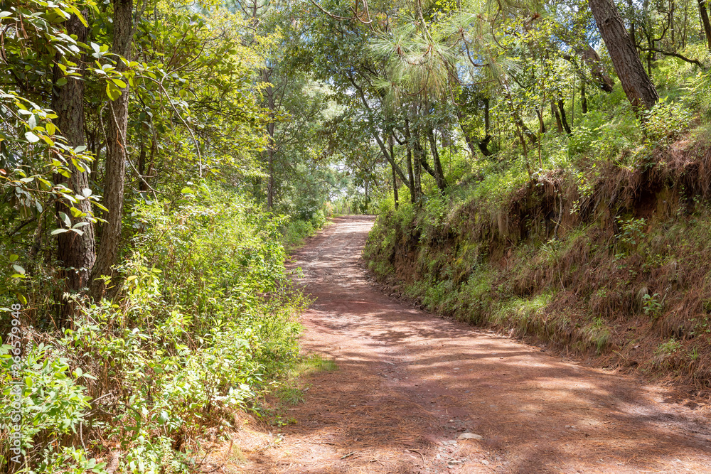 Obraz premium detail of a dirt road