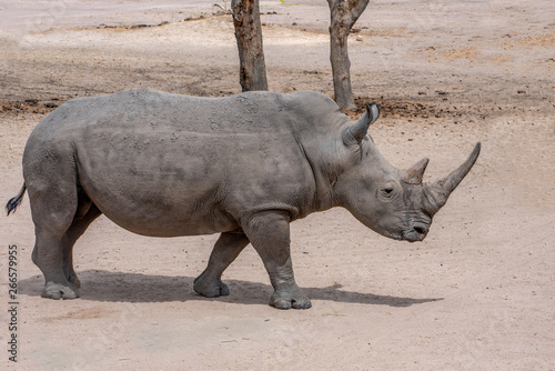 White rhinoceros  Ceratotherium simum  in natural habitat  Africa 