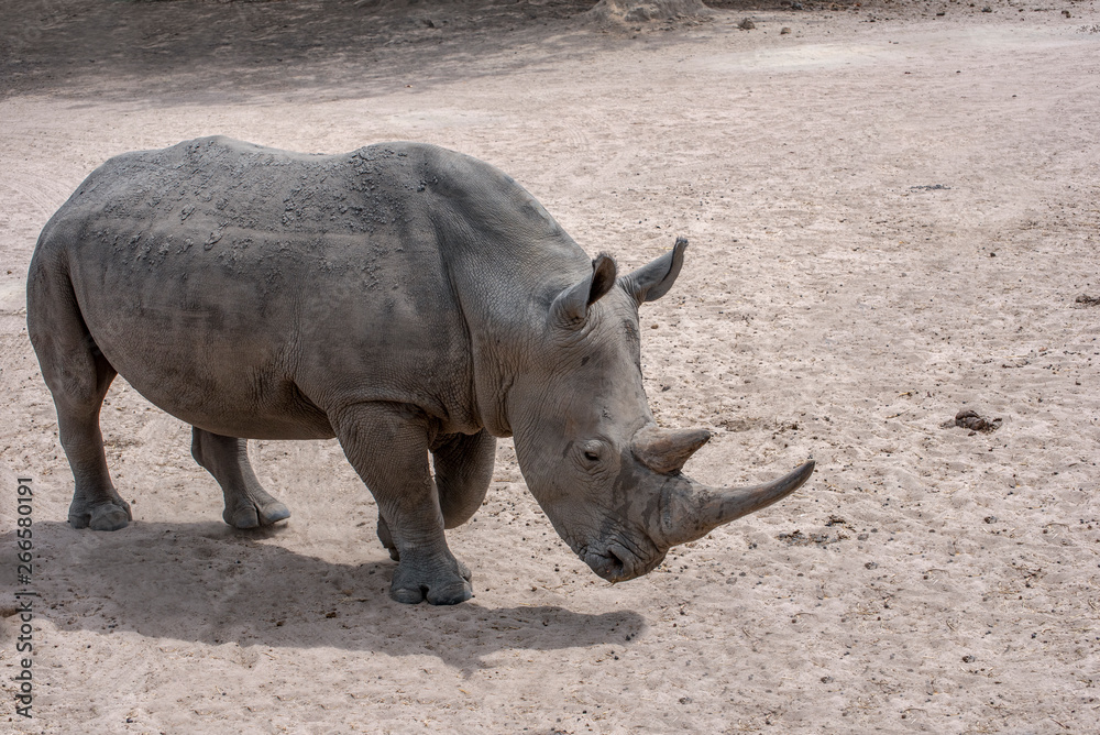 Fototapeta premium White rhinoceros (Ceratotherium simum) in natural habitat, Africa