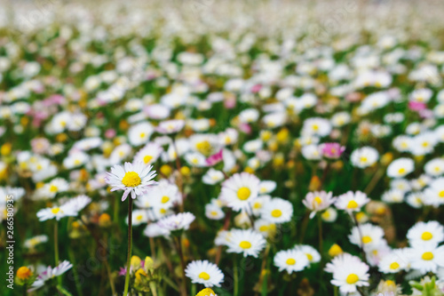 Beautiful green summer meadow with wildflowers in bloom. Camomile field background. Blossoming daisies clearing. Selective focus