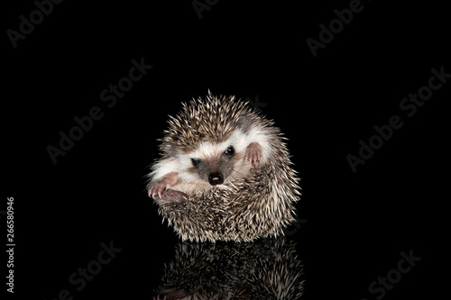Studio shot of an adorable African white- bellied hedgehog curled up into a ball