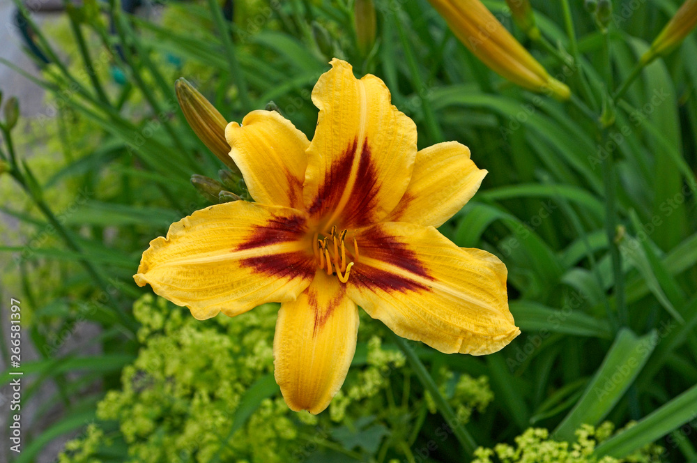 Obraz premium Close up portrait of a yellow Daylily
