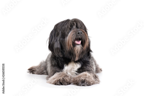 Studio shot of an adorable Tibetan Terrier lying with long, eyes covering hair