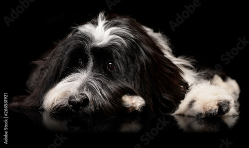 Foto Studio shot of an adorable Tibetan Terrier lying on black background and looking