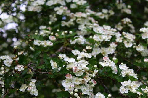 Weißdornblüten