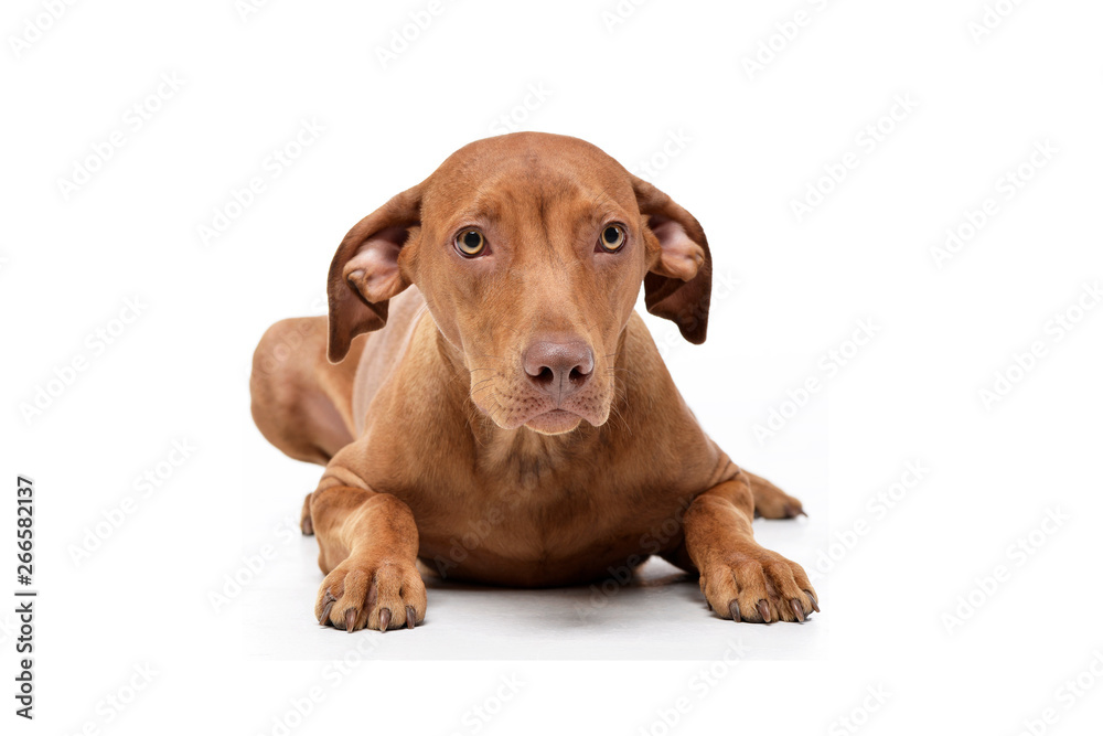 Studio shot of an adorable short haired mixed breed dog looking curiously at the camera Studio shot of an adorable short haired mixed breed dog looking curiously at the camera