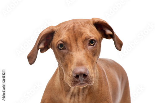 Portrait of an adorable short haired mixed breed dog looking curiously at the camera