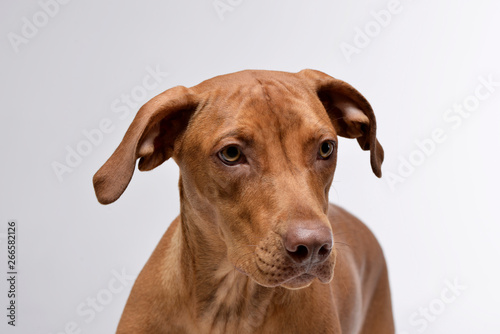 Portrait of an adorable short haired mixed breed dog looking curiously