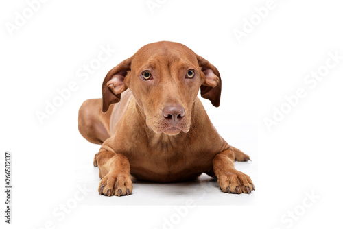 Studio shot of an adorable short haired mixed breed dog looking curiously at the camera