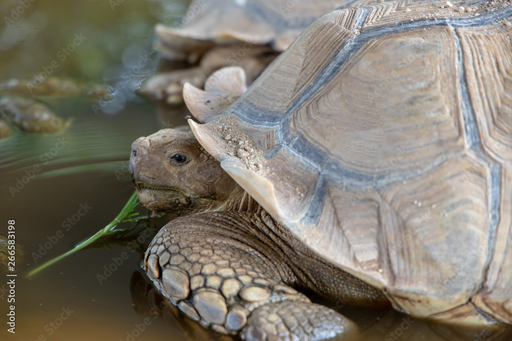 Naklejka premium close-up on sulcata tortoise