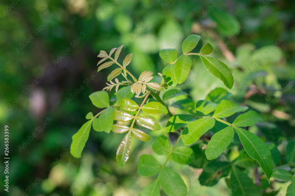 Fresh green leaves of Florida Holly, Brazilian pepper tree, Christmasberry tree, Pepper tree (Schinus Terebinthifolius) on shrub tree in the organic vegetable garden Fresh green leaves of Florida Holly, Brazilian pepper tree, Christmasberry tree, Pepper tree (Schinus Terebinthifolius) on shrub tree in the organic vegetable garden