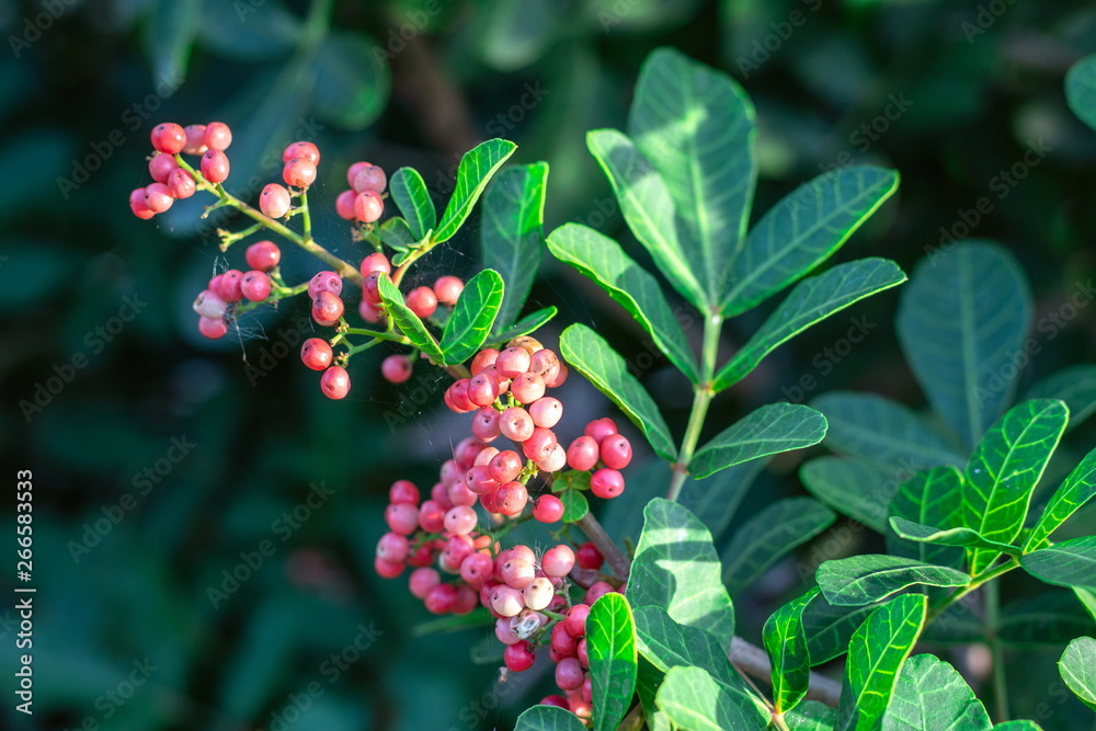 Florida Holly, Brazilian pepper tree, Christmasberry tree, Pepper tree (Schinus Terebinthifolius