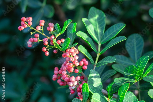 Florida Holly, Brazilian pepper tree, Christmasberry tree, Pepper tree  (Schinus Terebinthifolius) with pink berry fruits are called pink peppercorns on the shrub tree in the organic garden