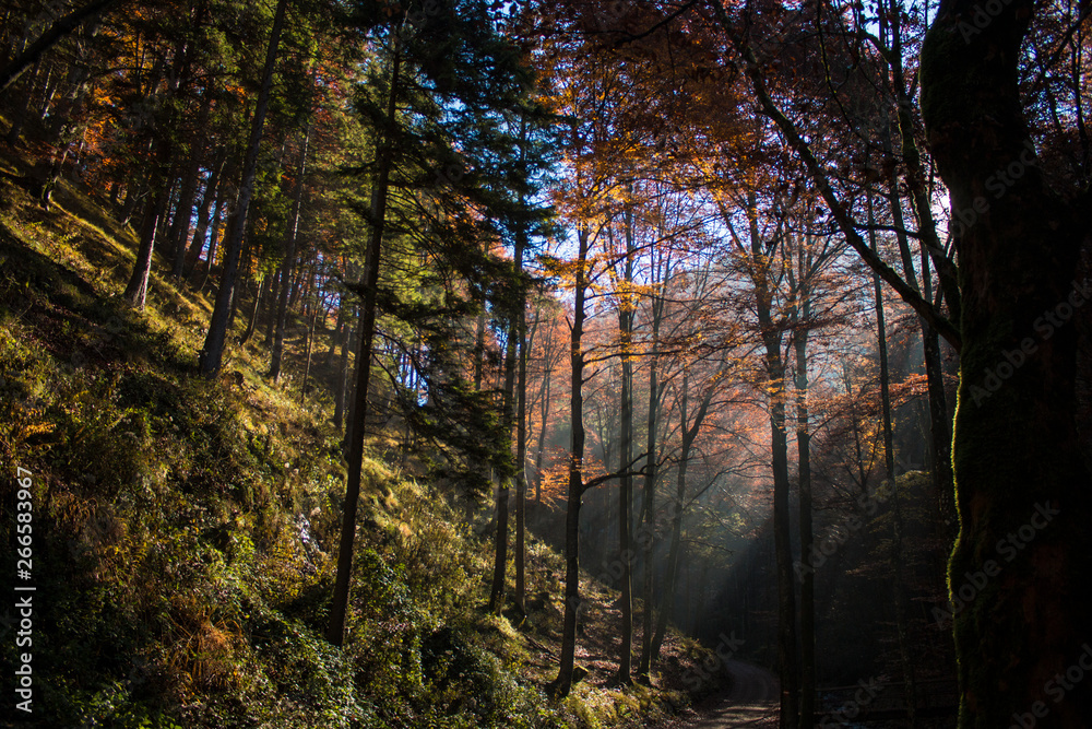 Sonne scheint im Herbst durch die Bäume