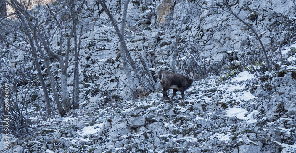 Obraz premium Chamois & neige