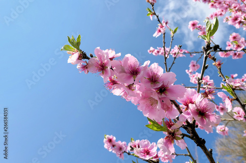 Rosa blühender Mandelbaumzweig - Prunus dulcis photo