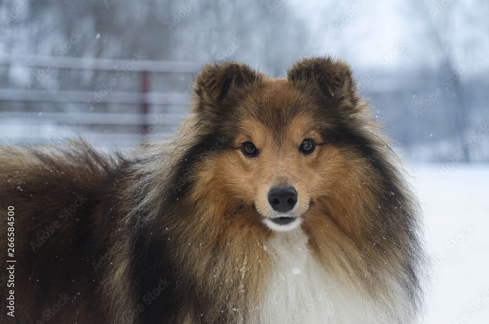 Sheltie Sheltie