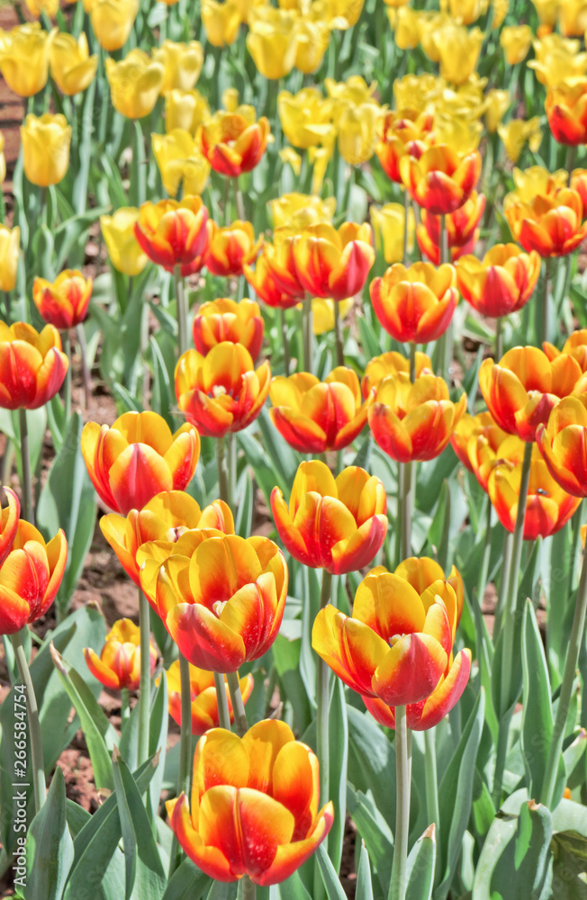 Colorful tulip flowers background Colorful tulip flowers background