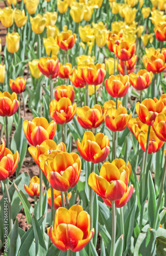 Colorful tulip flowers background