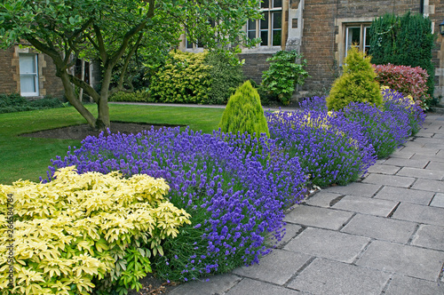 Photo A colourful border of Lavender, Choisya and conifers
