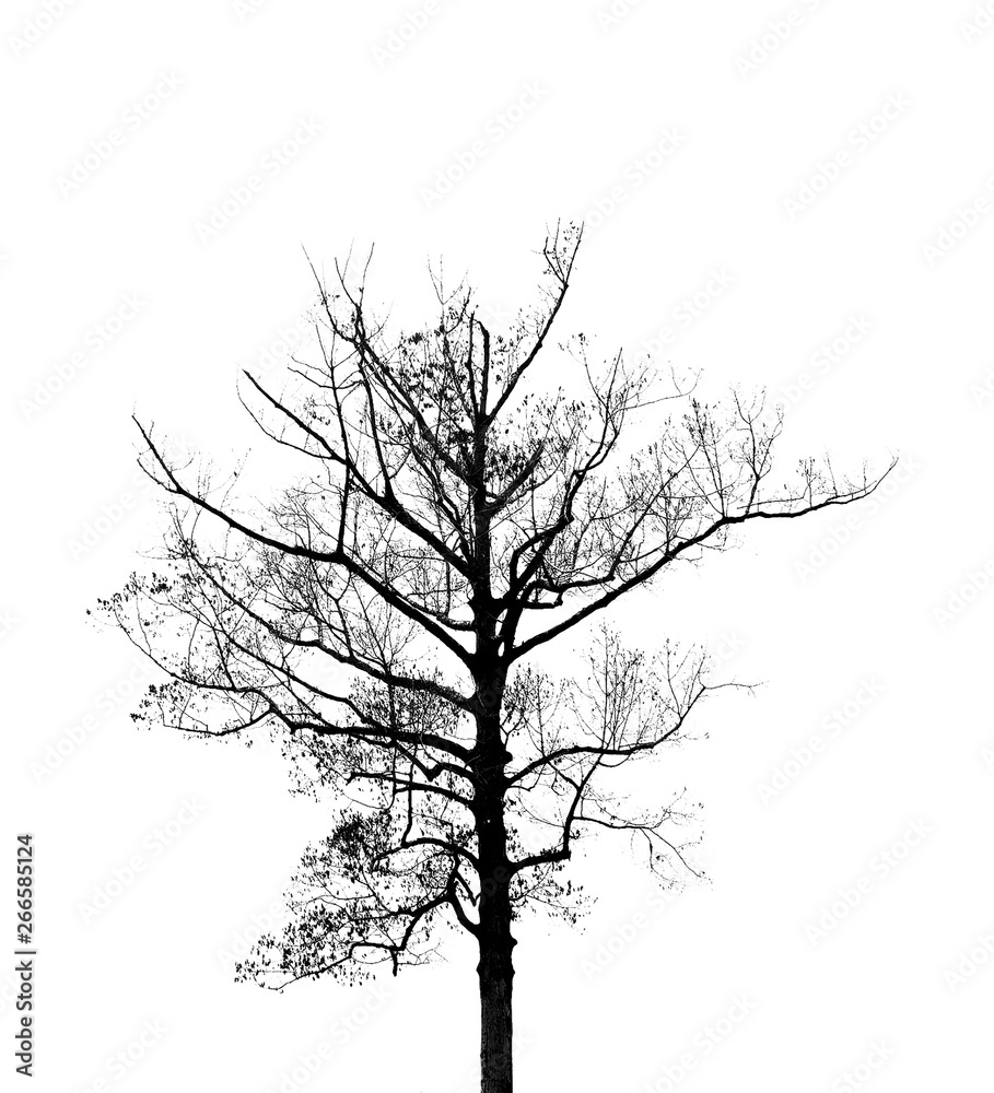 Obraz premium The shadow Tree.