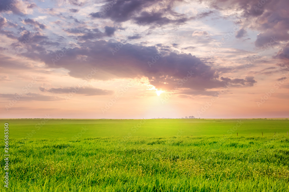 Field with green grass during the sunset with picturesque clouds_