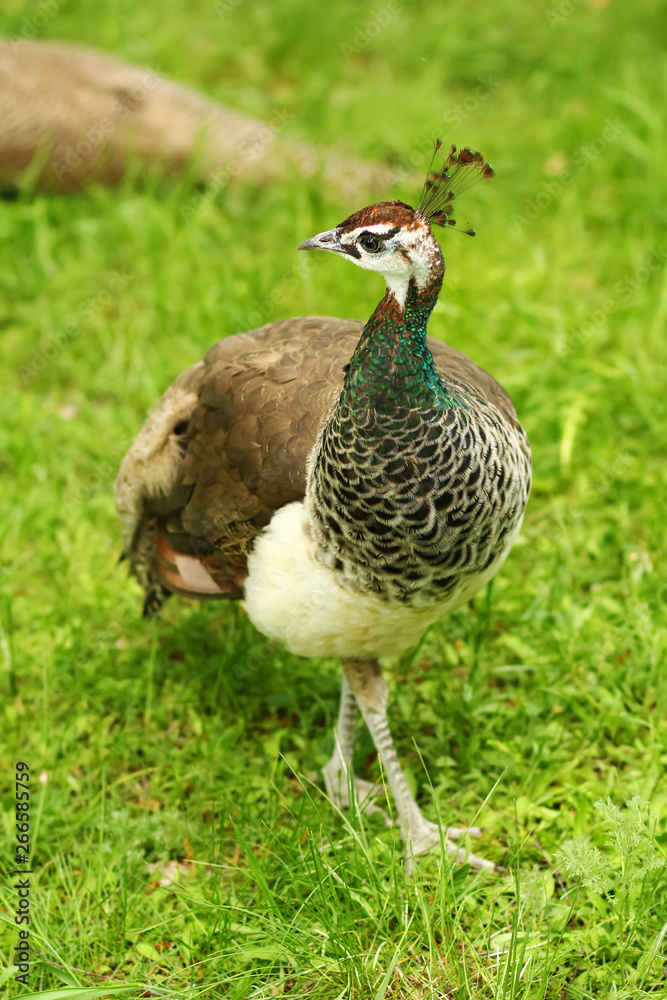 Closeup portrait of a beautiful peafowl female (peahen) bird Closeup portrait of a beautiful peafowl female (peahen) bird