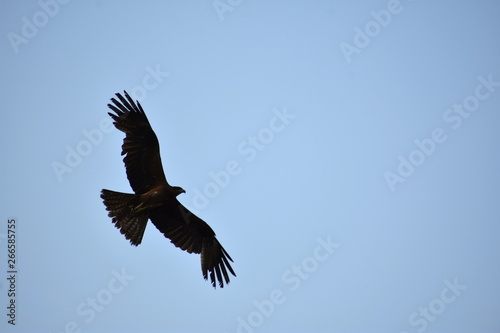 A single Indian black pariah kite  Milvus migrans  flying in blue sky background with copy space - Freedom concept