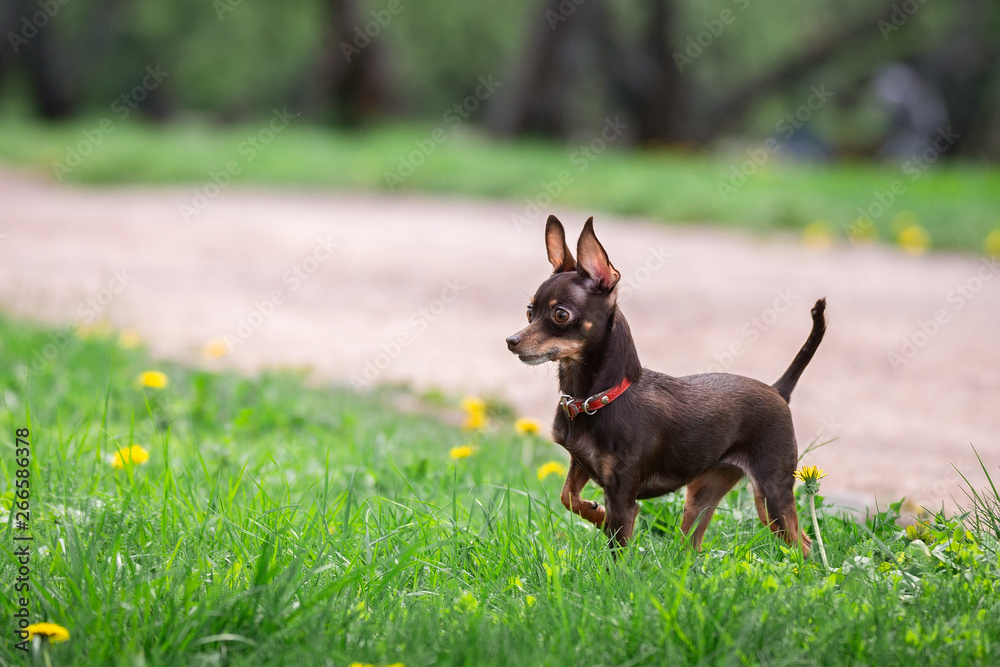 A dog toy terrier