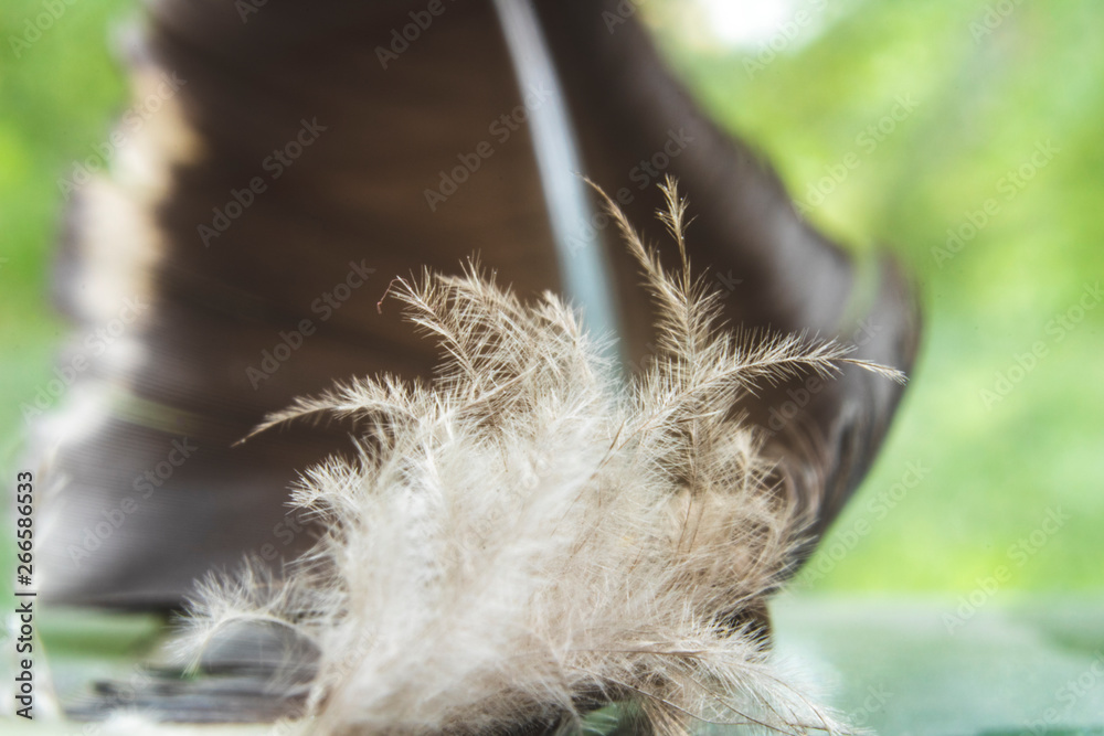 macro photo of bird feather and fluff