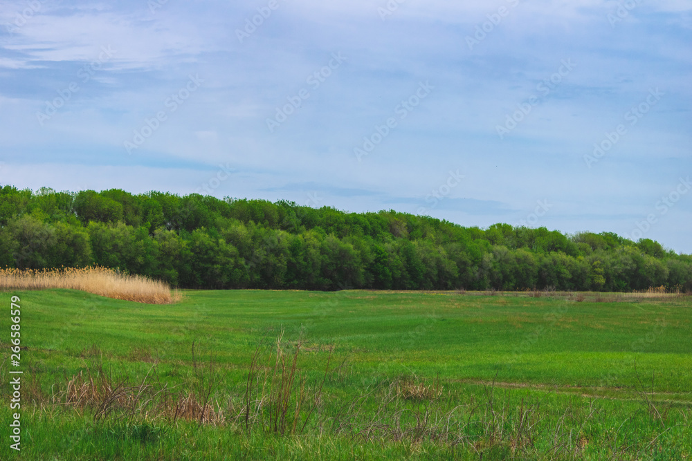 Spring landscape of nature of Russia. Forest landing near the river. Green grass and road. welcome to Russia