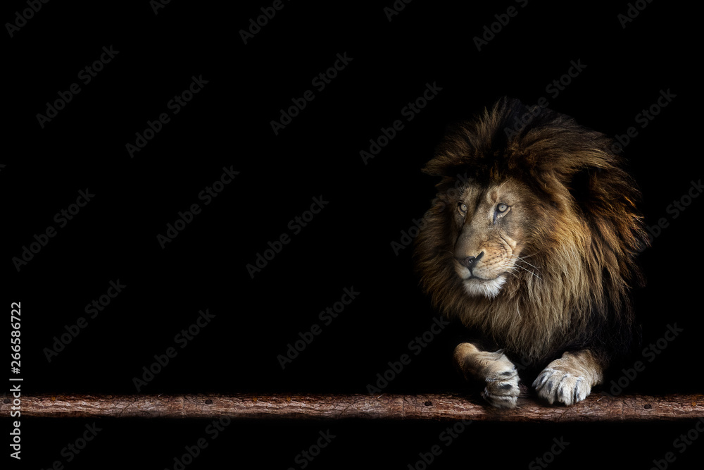 Obraz premium Portrait of a beautiful lion and copy space. Lion in dark