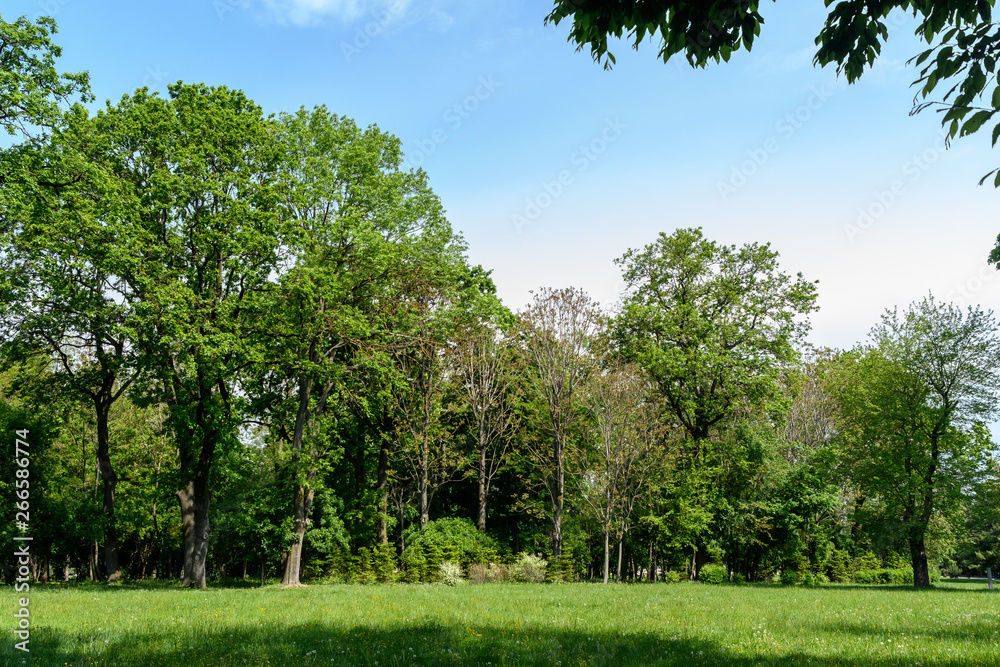 Landscape with green trees and grass and clear blue sky in a spring garden Landscape with green trees and grass and clear blue sky in a spring garden