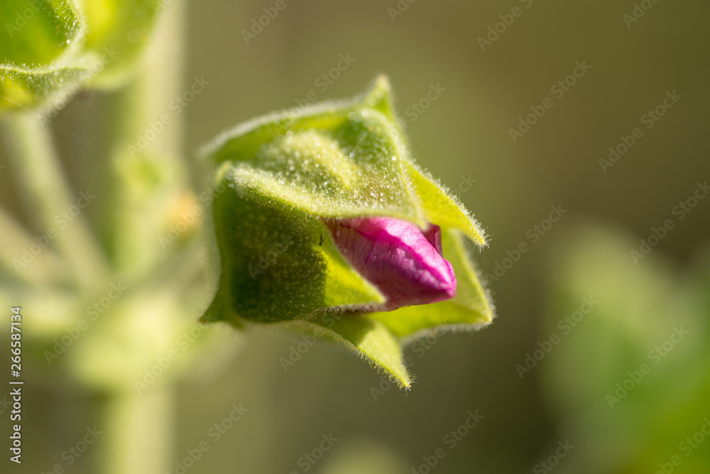 Malva Sylvestris