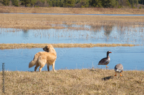 Fototapeta Naklejka Na Ścianę i Meble -  Hunting with a dog for ducks. Golden Retriever on the hunt.