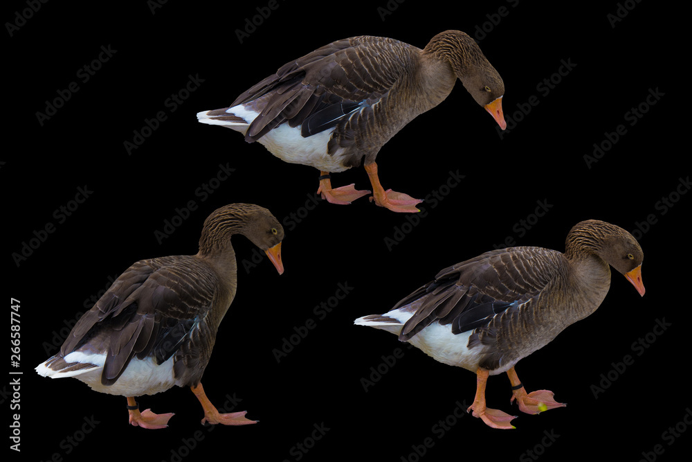 Fototapeta premium Greylag goose birds kit on black background