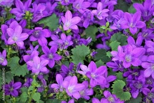 Closeup purple flowers of Dalmatian bellflower or Adria bellflower or Wall bellflower (Campanula portenschlagiana) background texture, Spring in Georgia USA.
