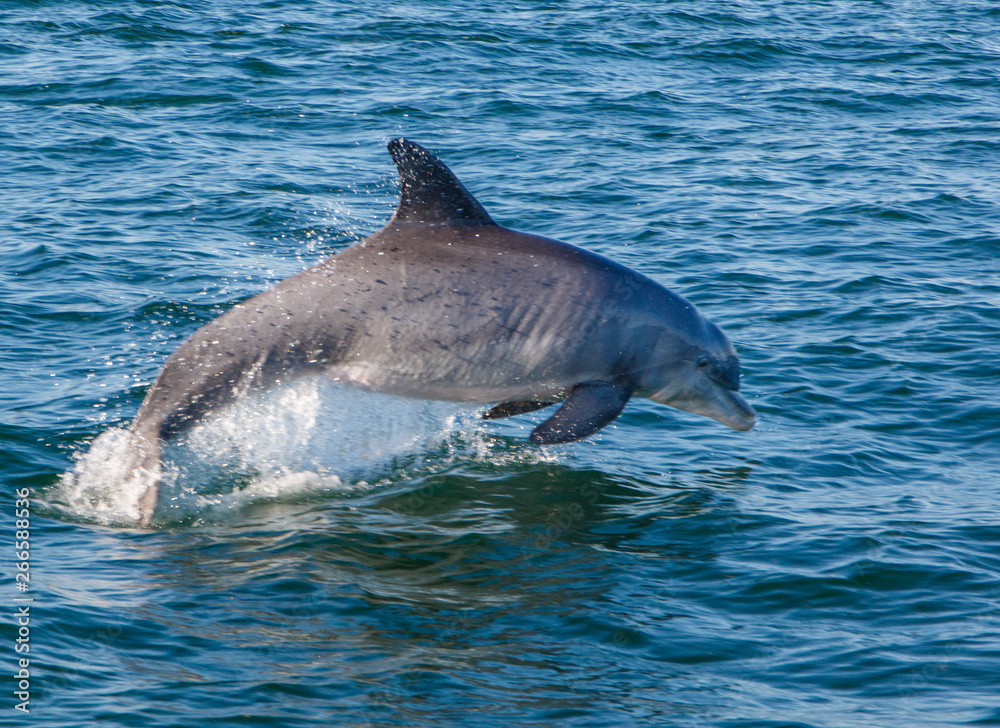 Fototapeta premium Dolphin Leaping Out of the Water in the Gulf of Mexico